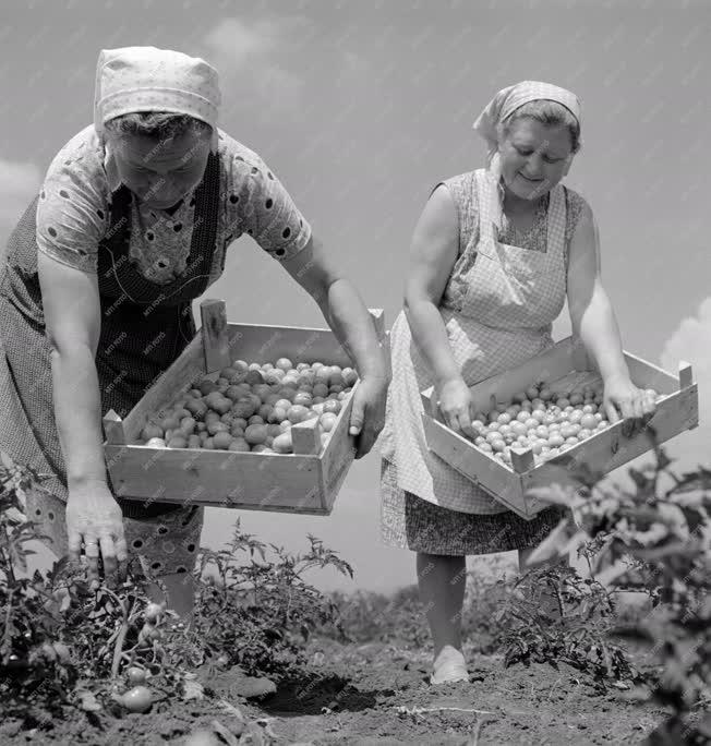 Mezőgazdaság - Paradicsom és paprika szedés a Gyöngyöshalászi Győzelem Tsz-ben 