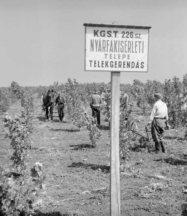 Mezőgazdaság - Nyárfafajták gyorsabb nevelésével kísérleteznek