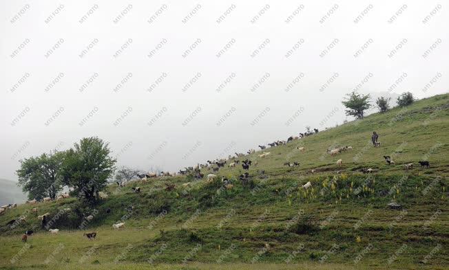 Természet - Torockó - Legelő kecskenyáj