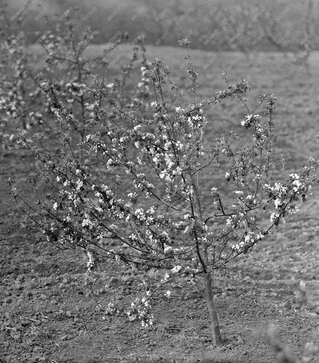Mezőgazdaság - Virágzó almafa a Petőfi Tsz-ben