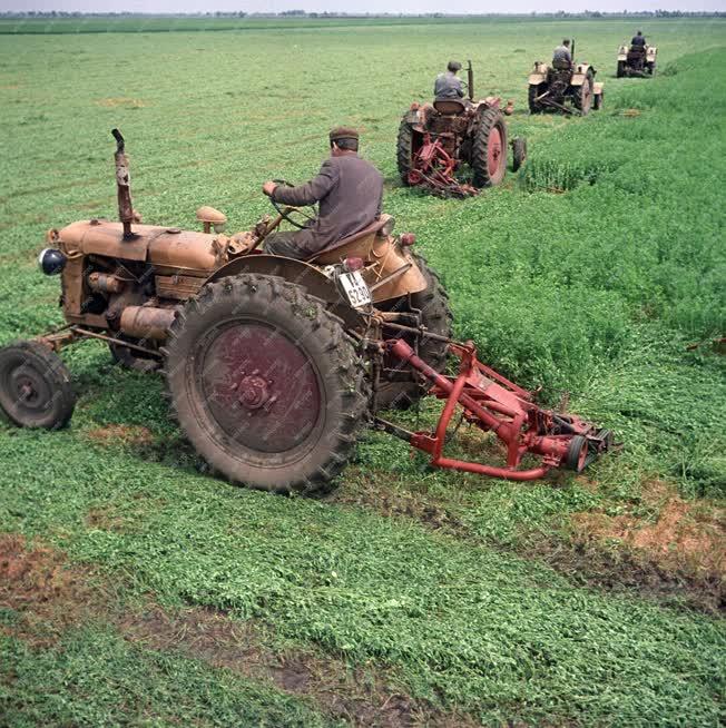 Mezőgazdaság - Tiszaföldvári Lenin Termelőszövetkezet