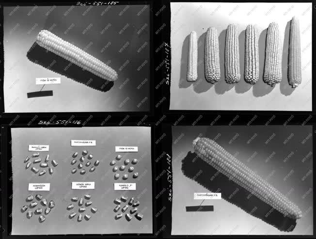 Mezőgazdaság - Kukorica fajták - Agrimpex album