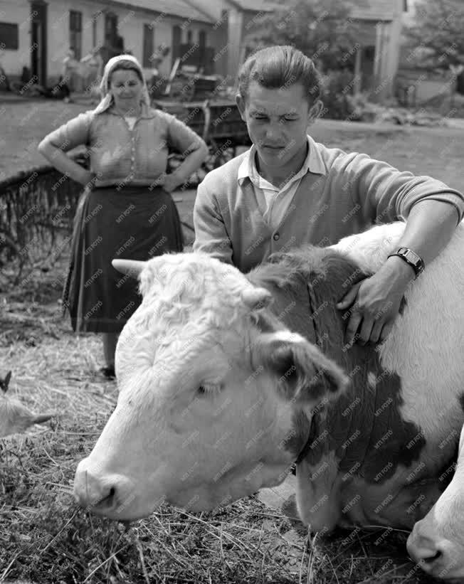 Mezőgazdaság - A Béke Tsz tehenészete