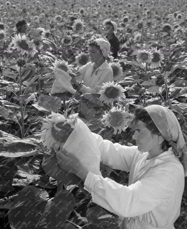 Növénytermesztés - Az Iregszemcsei Mezőgazdasági Kutató Intézet