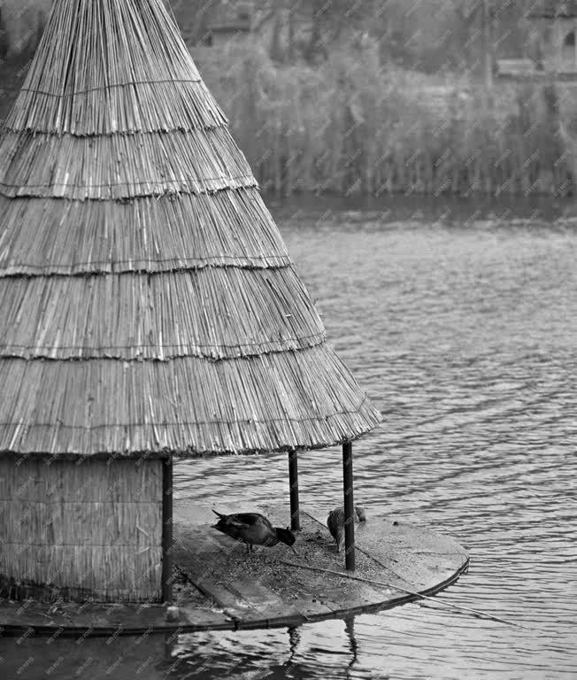 Természet - Madáretető a Feneketlen-tónál