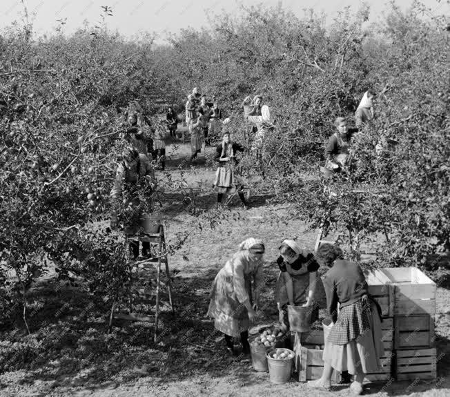 Mezőgazdaság - Almaszüret a Balkányi ÁG-ban