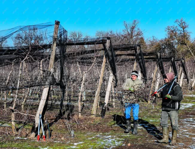 Mezőgazdaság - Metszik az almafákat Debrecen határában