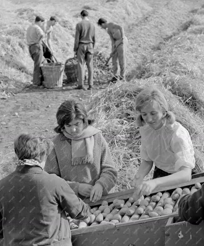 Mezőgazdaság - Egyetemisták segítik a munkát a Gödöllői Agrártudományi Egyetem nagygombosi gazdaságában