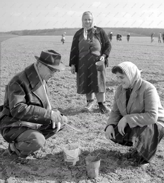 Mezőgazdaság - Mezei pocok irtása Szentlőrincen