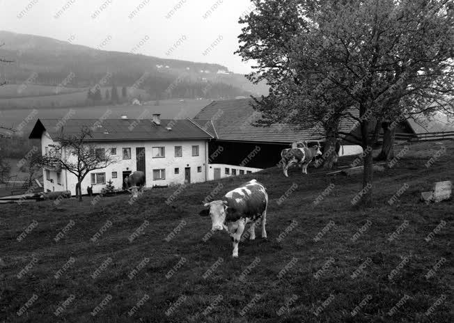 Mezőgazdaság - Osztrák parasztgazdaság