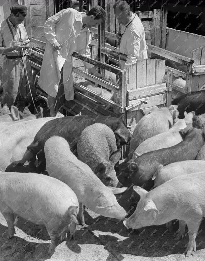 Mezőgazdaság - Állatorvosi vizsgálat egy állattenyésztő telepen