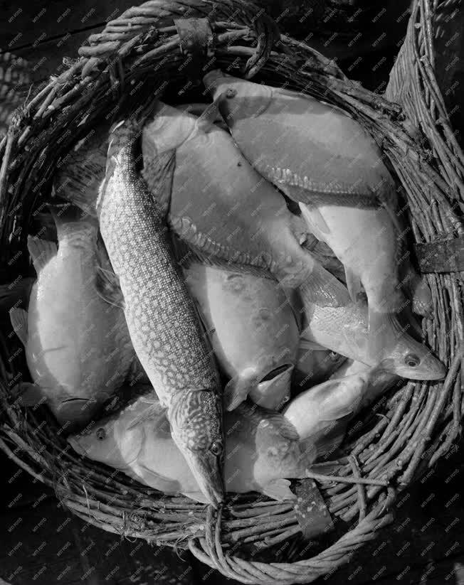 Mezőgazdaság - Őszi halászat a Balatonon