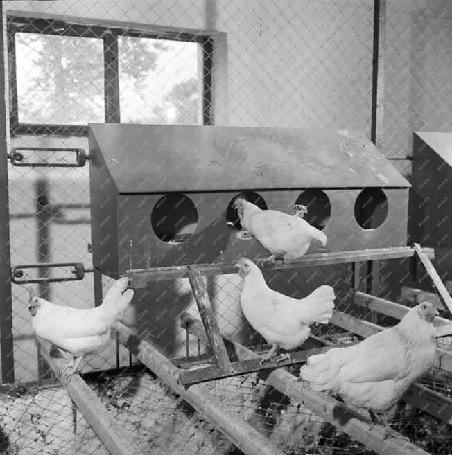 Állattenyésztés - Új tojatóházak Mezőhegyesen