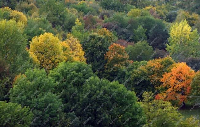 Természet - Őszi színek az erdőben