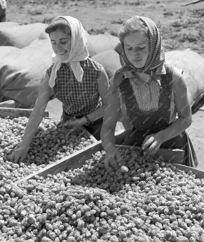 Mezőgazdaság - A Hildpusztai Állami Gazdaság