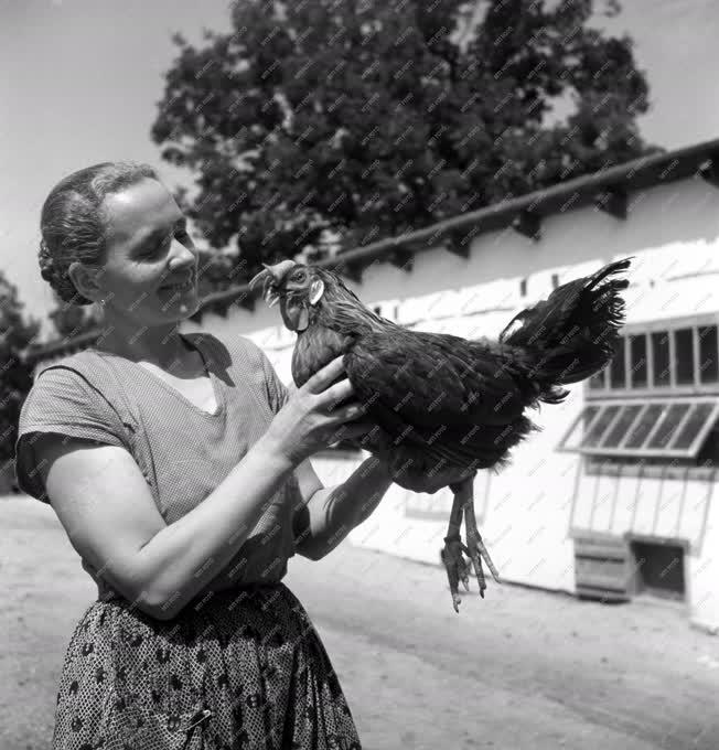 Mezőgazdaság - Baromfitenyésztés - Leghorn baromfi