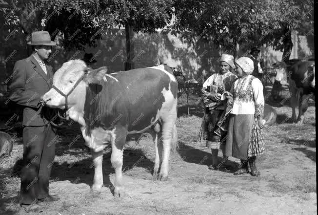 Mezőgazdaság - Ünnep a mezőgazdasági munka jegyében