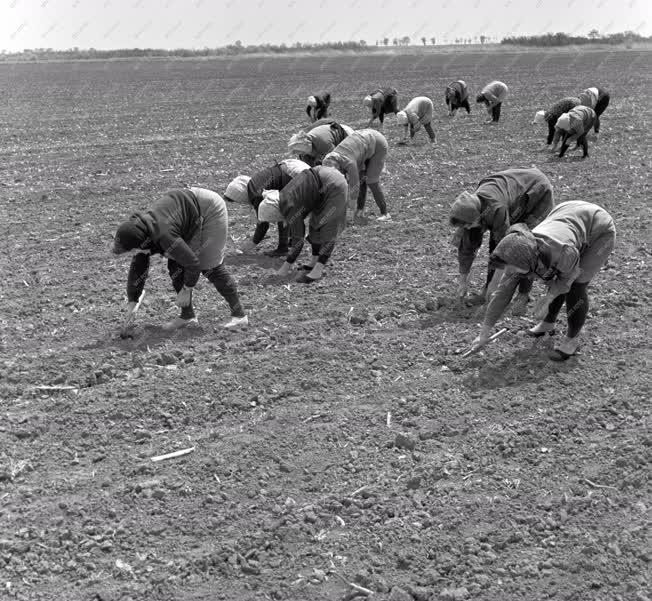 Mezőgazdaság - Cukorrépa a Lenin Termelőszövetkezetben