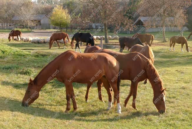 Természet -  Kiskunsági Nemzeti Park