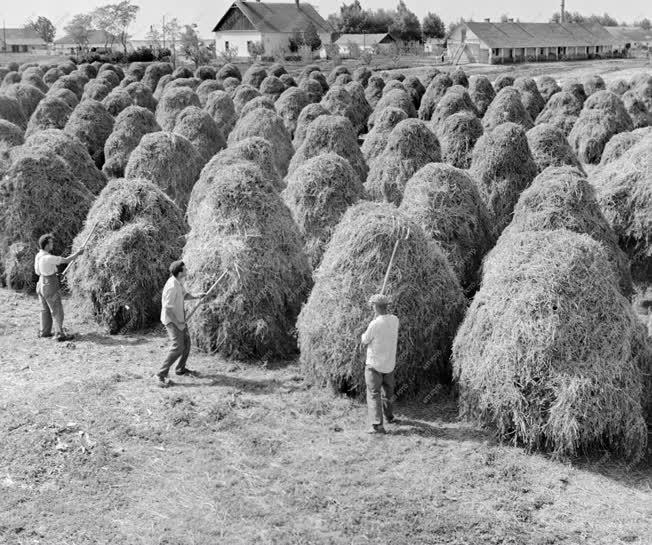 Mezőgazdaság - Túrkevei Vörös Csillag Termelőszövetkezet 