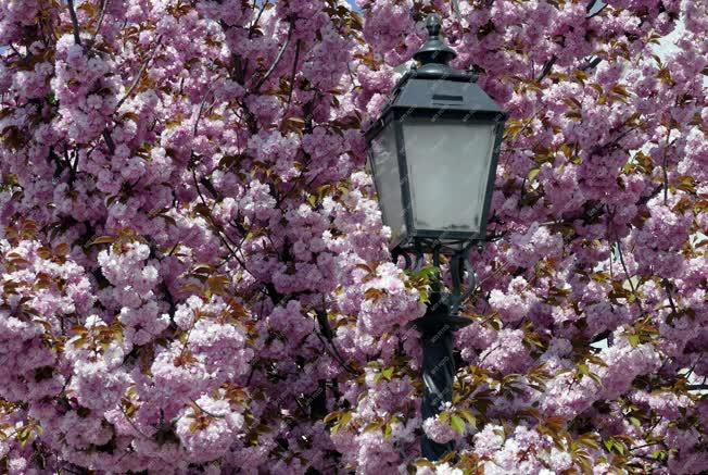 Városkép - Budapest - Virágzó díszfák a Budai Várban