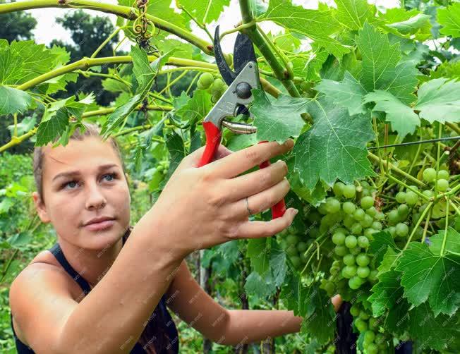 Mezőgazdaság - Előkészület a szőlőszüretre Debrecennél