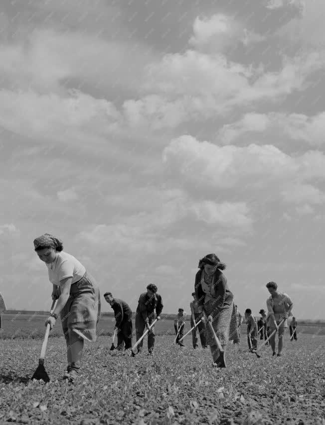 Mezőgazdaság - Gödöllői Agrártudományi Egyetem tangazdasága