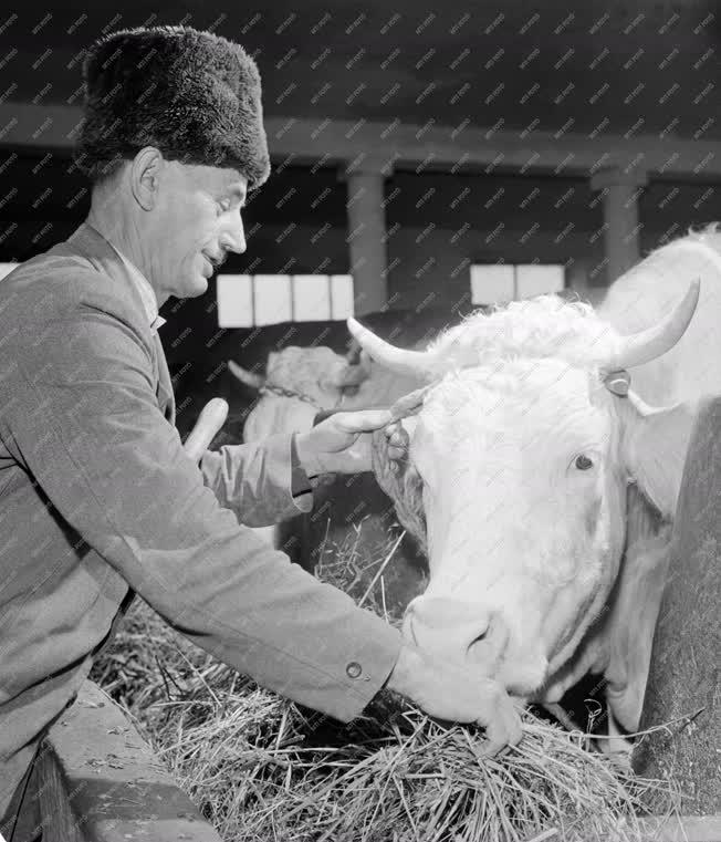 Mezőgazdaság - Nagybereki Kaposvölgye Termelőszövetkezet 