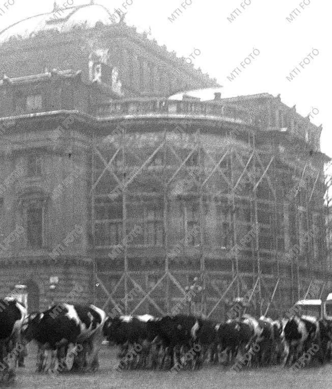 Tehéncsorda a budapesti körúton