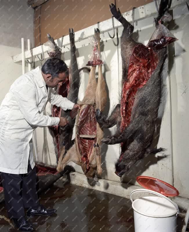 Mezőgazdaság - Egészségügy - Állatorvos a Székesfehérvári Hűtőházban