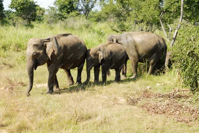Srí Lanka - Minneriya Nemzeti Park - Ceyloni elefántok