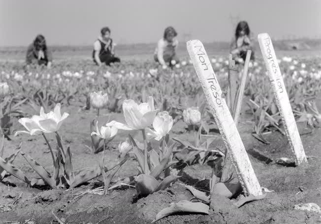 Mezőgazdaság - A balatonbozsoki tulipánmezőn