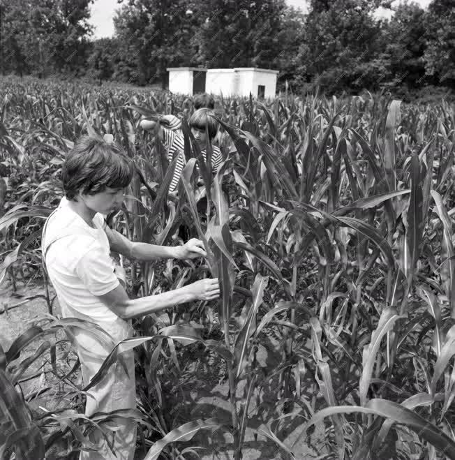 Mezőgazdaság - Címerezik a kukoricát Bólyban