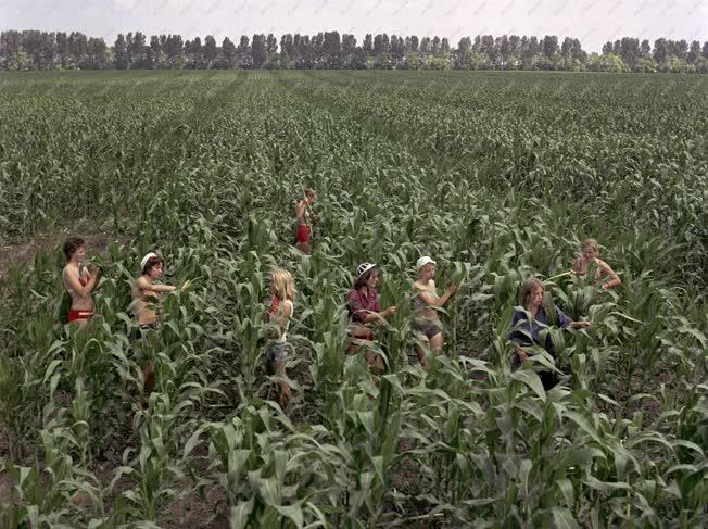 Mezőgazdaság - Fürdőruhás kukoricacímerezők
