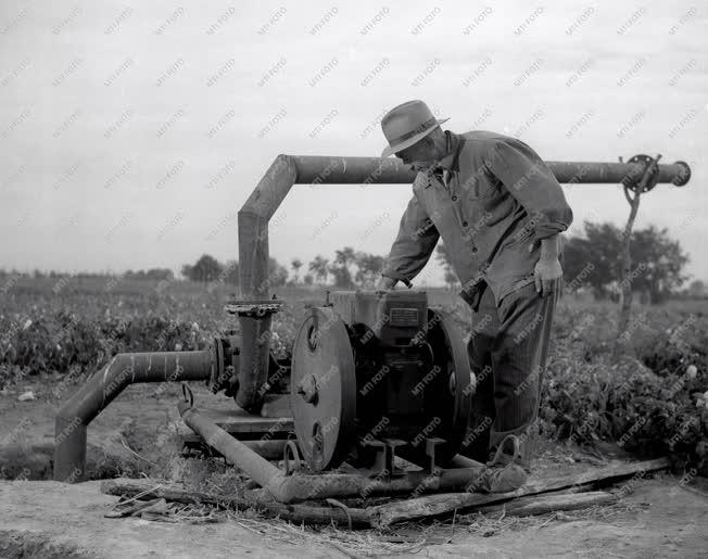 Gazdaság - Mezőgazdaság - Növénytermesztés