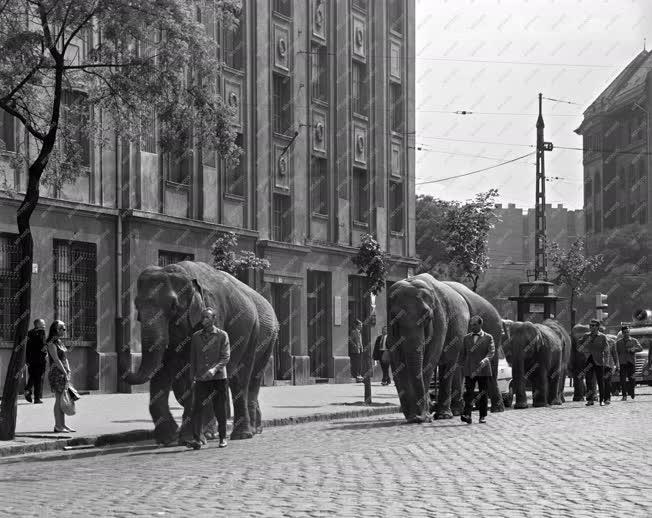 Érdekesség - Budapesten az Aeros cirkusz elefántjai