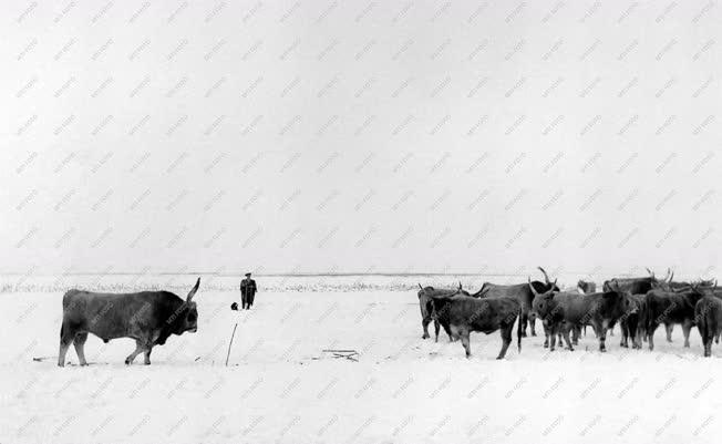 Mezőgazdaság - Állattenyésztés - Bikák a téli legelőn