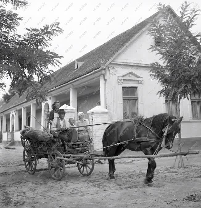 Mezőgazdaság - Beszolgáltatás 