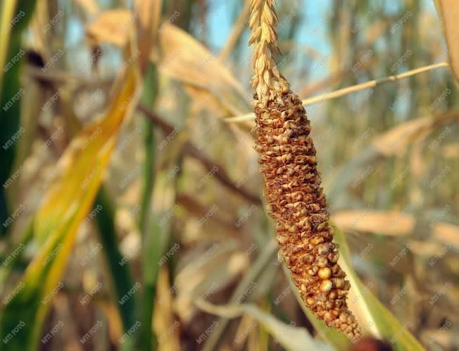 Mezőgazdaság - Debrecen  - Aszály sújtja a kukoricatermést