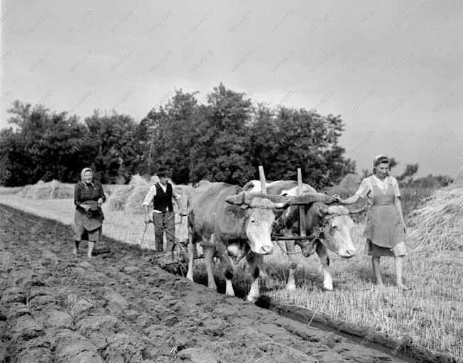 Mezőgazdaság - Mezőgazdasági munka