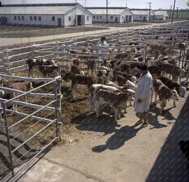 Mezőgazdaság - Szavasmarha telep a Monori Állami Gazdaságban