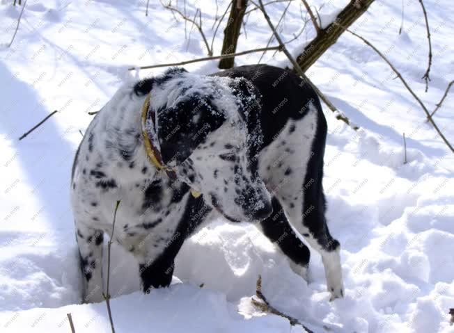 Állat - Kutyafajta - Pointer kutya a hóban