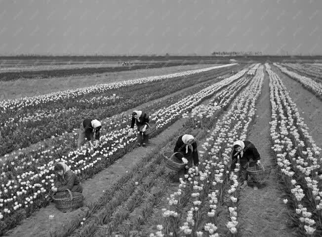 Növénytermesztés - Export - Szegedi Kertészeti Vállalat