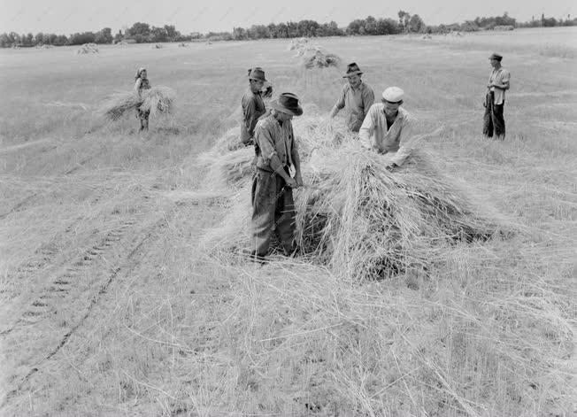 Mezőgazdaság - Megkezdődött az aratás Csongrád megyében