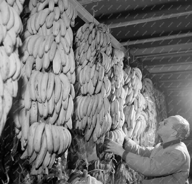 Kereskedelem - 50 tonna ecuadori banán érkezett a kőbányai érlelőraktárba