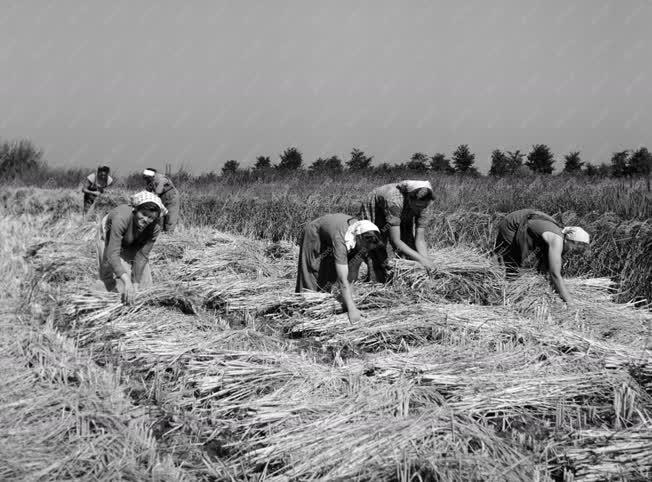 Mezőgazdaság - Rizsaratás a Sinatelepi ÁG-ban