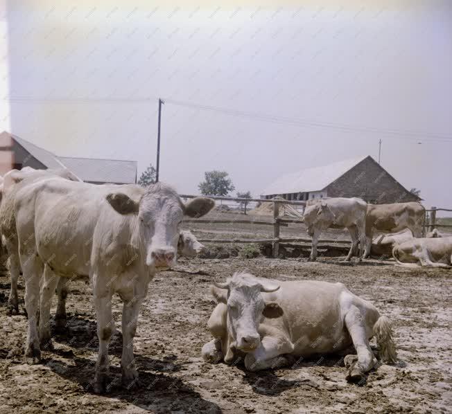 Mezőgazdaság - Szarvasmarha telep