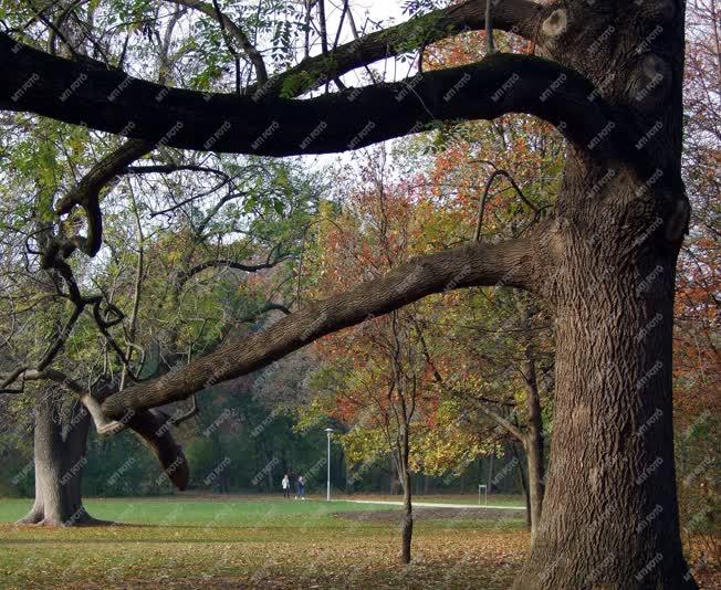 Természet - Budapest - Ősz a Margitszigeten