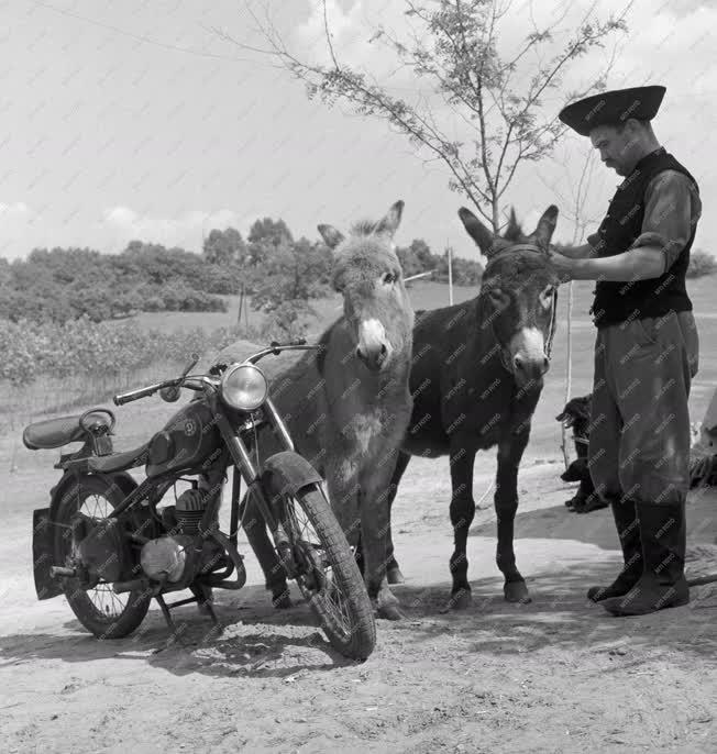 Állattenyésztés - Motoros juhászok a mogyoródi Arany János Tsz-ben