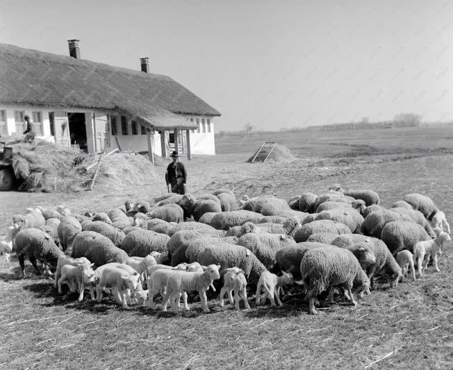 Kereskedelem - Állattenyésztés - Bárányexport Görögországba